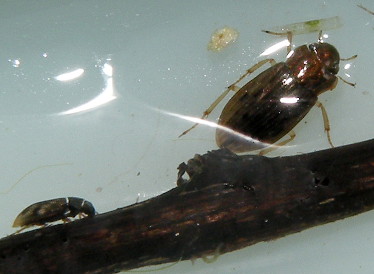coleotteri acquatici: cfr. Helophorus sp. (Helophoridae) [insieme a grosso Eterottero]